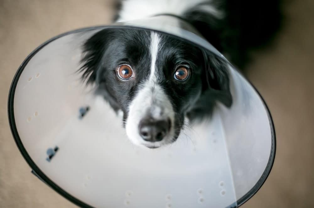 Does Pet Insurance Cover Desexing?